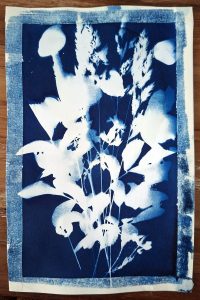 cyanotype bloemen 1